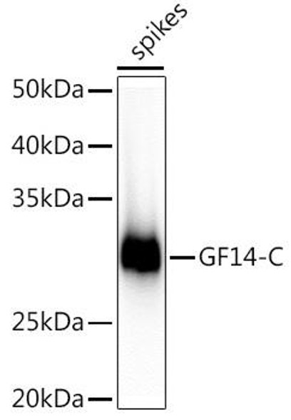 Anti-GF14-C Antibody (CAB20583)