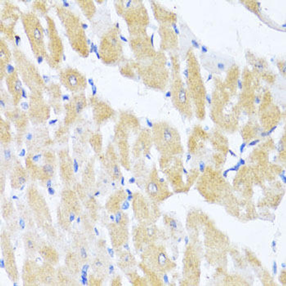 Anti-eIF2Alpha Antibody (CAB0764)