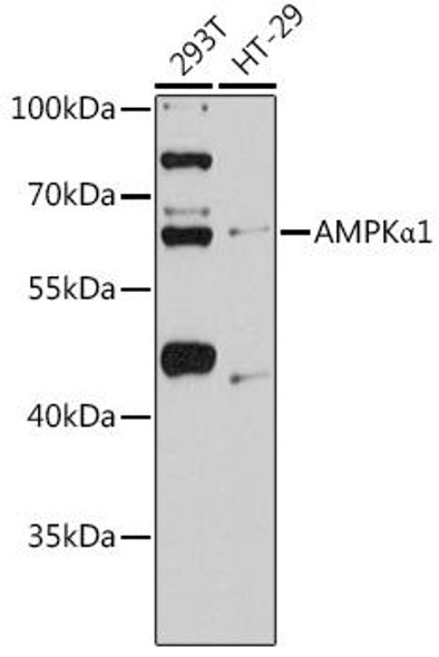 Anti-AMPKAlpha1 Antibody (CAB11184)