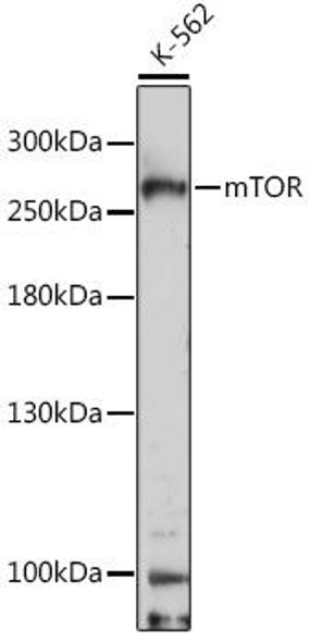 Anti-mTOR Antibody (CAB11355)