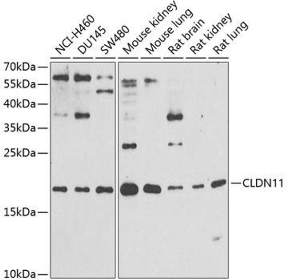 Anti-CLDN11 Antibody (CAB12478)