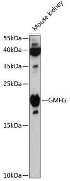 Anti-GMFG Antibody (CAB12955)