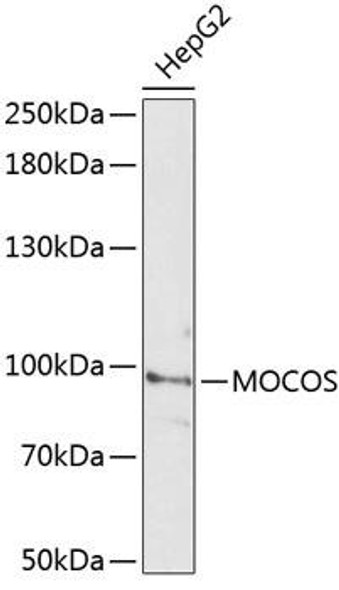 Anti-MOCOS Antibody (CAB14343)