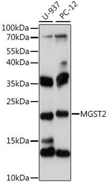 Anti-MGST2 Antibody (CAB16400)