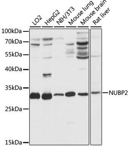 Anti-NUBP2 Antibody (CAB16476)