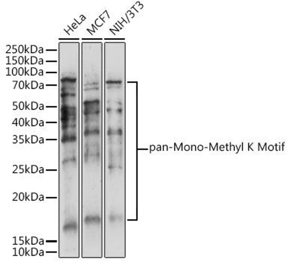 Anti-Pan Mono-Methyl lysine Antibody (CAB18293)