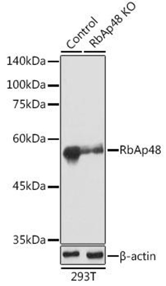 Anti-RbAp48 Antibody [KO Validated] (CAB3645)