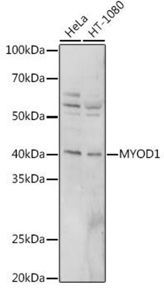 Anti-MYOD1 Antibody (CAB0671)