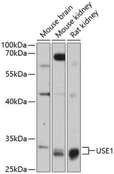 Anti-USE1 Antibody (CAB13147)