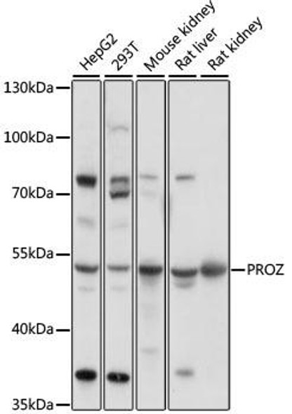 Anti-PROZ Antibody (CAB16082)