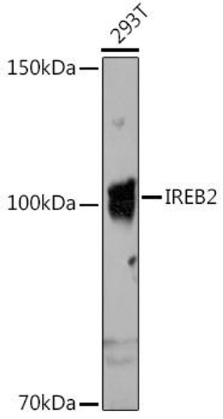 Anti-IREB2 Antibody (CAB6382)