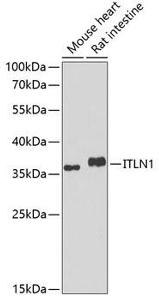Anti-ITLN1 Antibody (CAB7234)