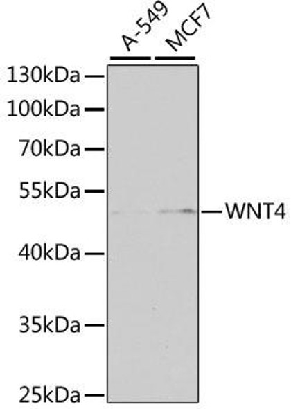 Anti-WNT4 Antibody (CAB7809)