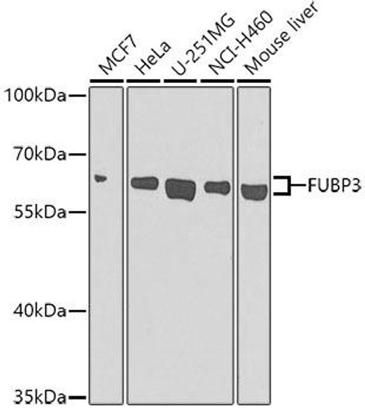 Anti-FUBP3 Antibody (CAB7948)
