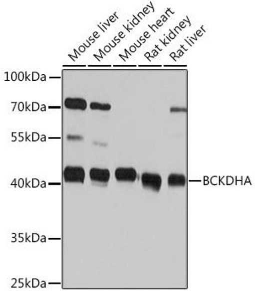 Anti-BCKDHA Antibody (CAB16774)