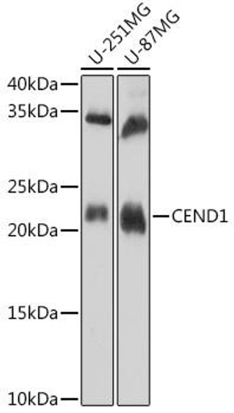 Anti-CEND1 Antibody (CAB18356)