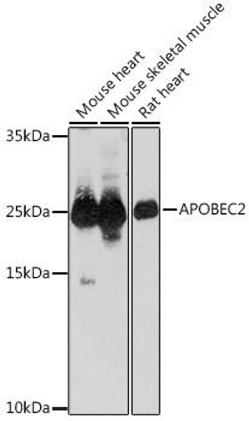 Anti-APOBEC2 Antibody (CAB18653)