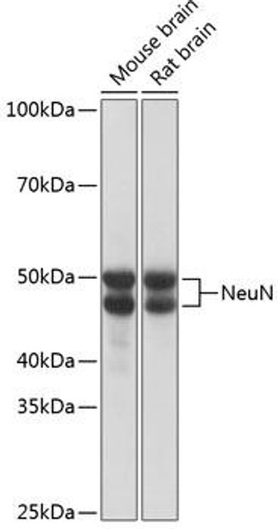 Anti-NeuN Antibody (CAB19086)