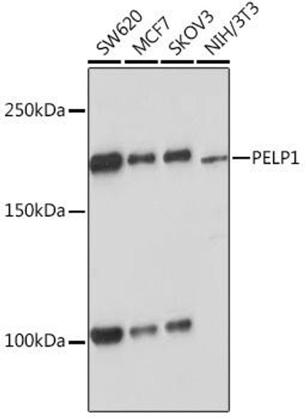 Anti-PELP1 Antibody (CAB9026)