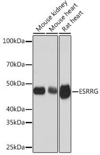 Anti-ESRRG Antibody (CAB9606)