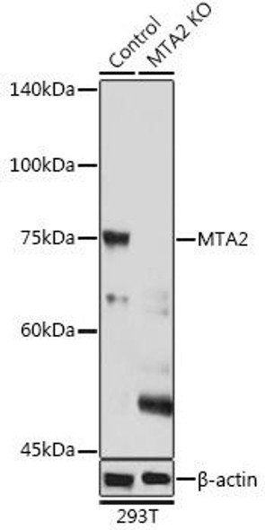 Anti-MTA2 Antibody (CAB2243)[KO Validated]