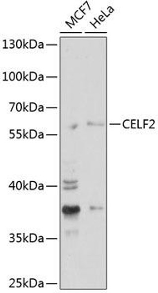 Anti-CELF2 Antibody (CAB6016)