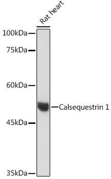 Anti-Calsequestrin 1 Antibody (CAB19640)