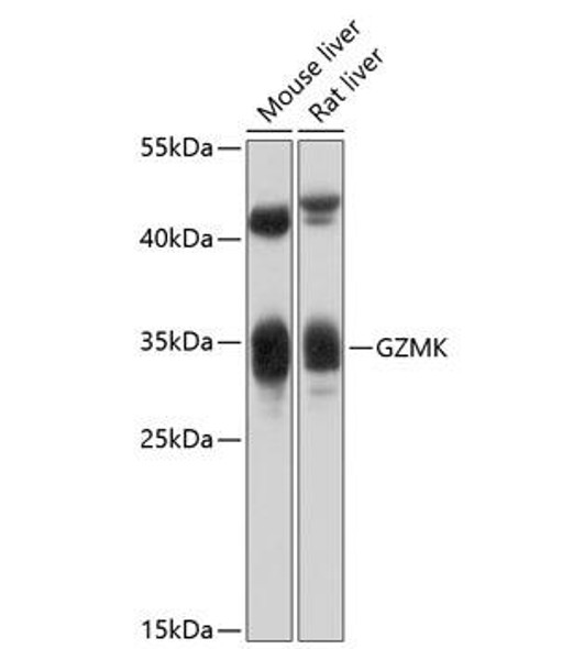 Anti-GZMK Antibody (CAB10219)