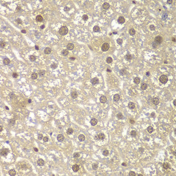 Anti-MAD1L1 Antibody (CAB1153)