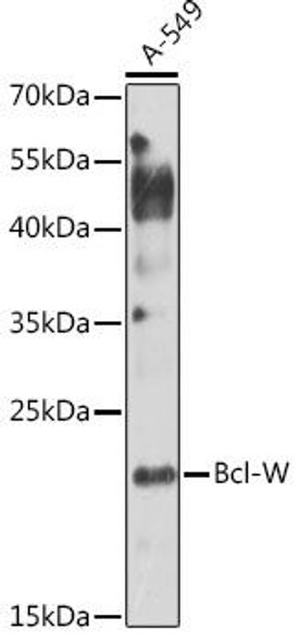 Anti-Bcl-W Antibody (CAB1158)