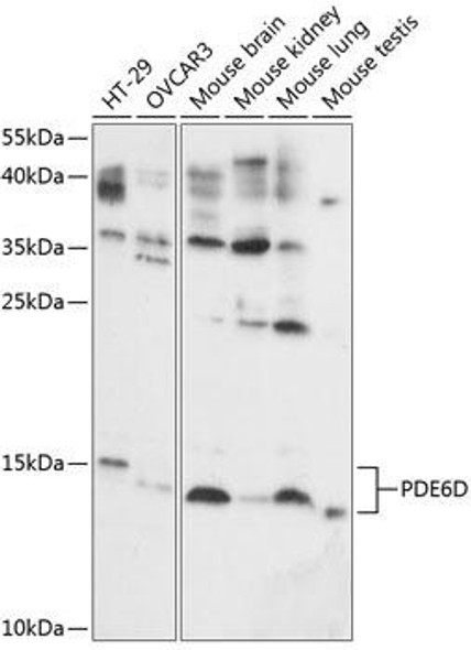 Anti-PDE6D Antibody (CAB14762)