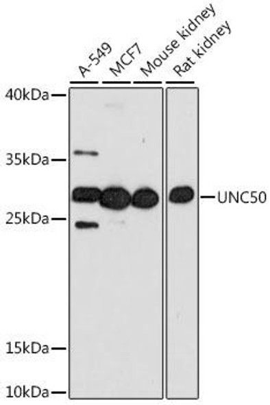 Anti-UNC50 Antibody (CAB16114)