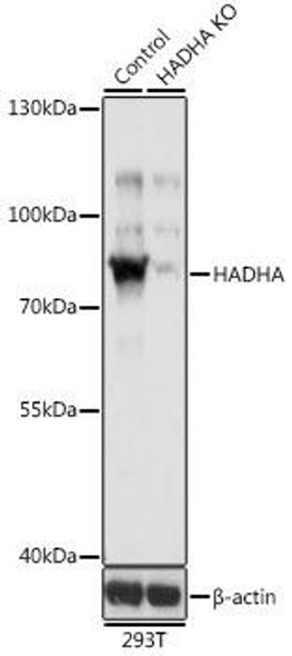 Anti-HADHA Antibody (CAB5346)[KO Validated]