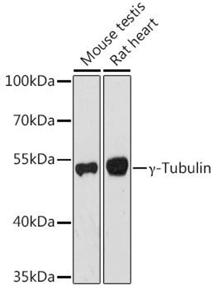 Anti-Gamma-Tubulin Antibody (CAB6215)