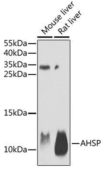 Anti-AHSP Antibody (CAB6465)