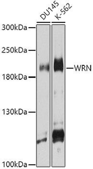 Anti-WRN Antibody (CAB6855)