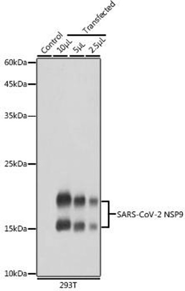 Anti-SARS-CoV-2 NSP9 Antibody (CAB20308)