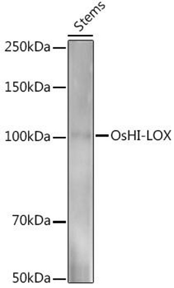 Anti-OsHI-LOX Antibody (CAB20642)