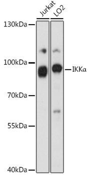 Anti-IKKAlpha Antibody (CAB0422)