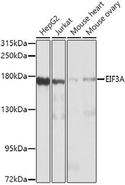 Anti-EIF3A Antibody (CAB0573)