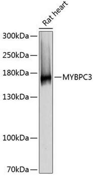 Anti-MYBPC3 Antibody (CAB12351)