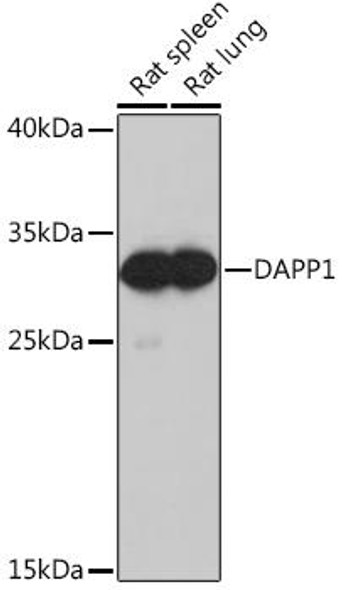 Anti-DAPP1 Antibody (CAB13716)