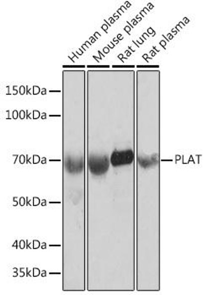 Anti-PLAT Antibody (CAB4210)