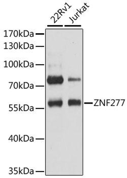 Anti-ZNF277 Antibody (CAB12825)