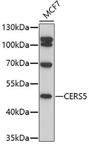 Anti-CERS5 Antibody (CAB17240)