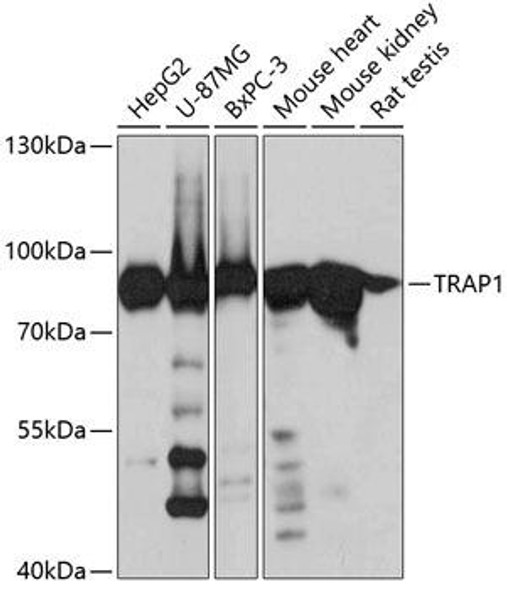 Anti-TRAP1 Antibody (CAB2748)