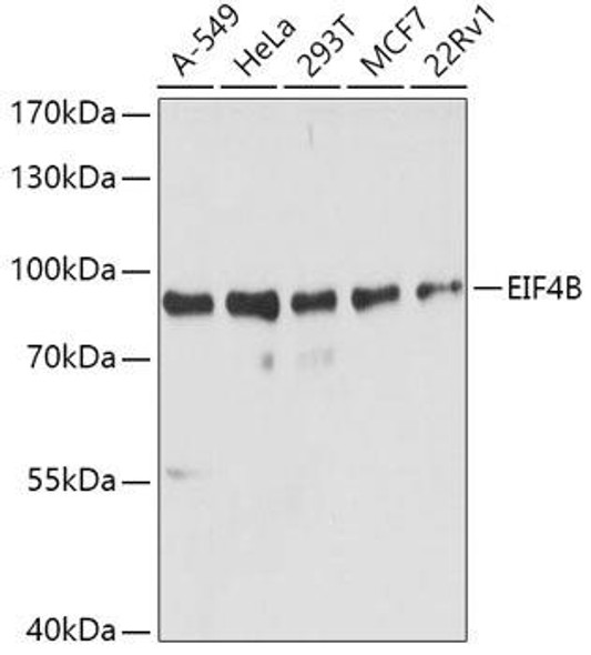 Anti-EIF4B Antibody (CAB5405)