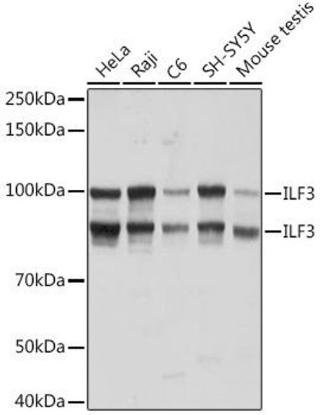 Anti-ILF3 Antibody (CAB8186)