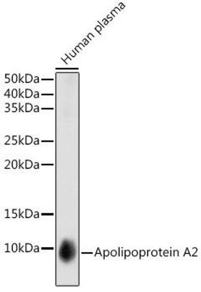 Anti-Apolipoprotein A2 Antibody (CAB3321)