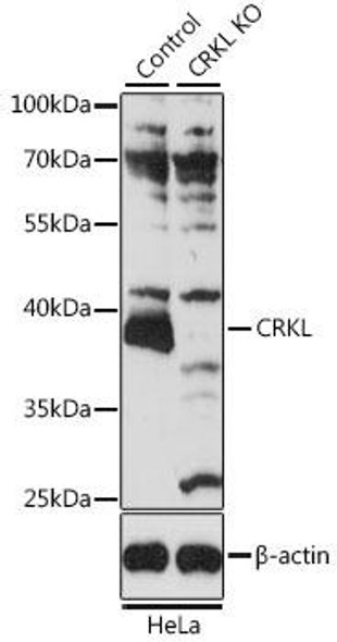 Anti-CRKL Antibody (CAB11735)[KO Validated]